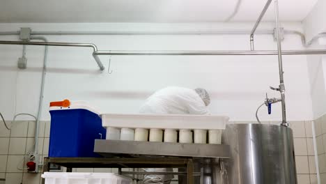 fabricante de queso que trabaja en una fábrica de queso de leche - producción de queso