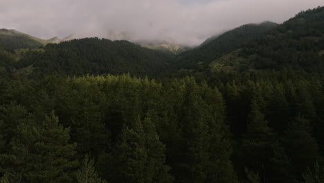 Bosque-De-Coníferas-De-Hoja-Perenne-Con-Nubes-Bajas-Durante-La-Mañana-Brumosa-En-El-Parque-Borjomi,-Georgia