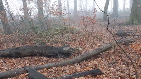 árboles del bosque del bosque de cuento de hadas en el clima de niebla atmosférica densa y espesa