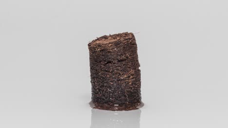 Coco-Peat-Pellet-Growing,-Soaked-In-Water-On-Wet-Surface