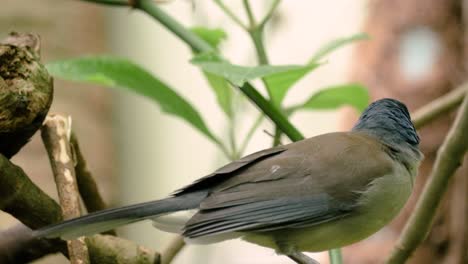 Close-up-shot-of-blue-crowned-laughingthrush-looking-around