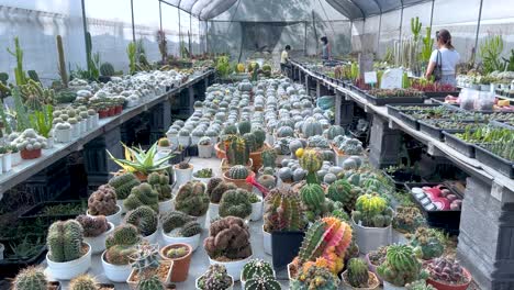 variety of cacti and succulents in a greenhouse