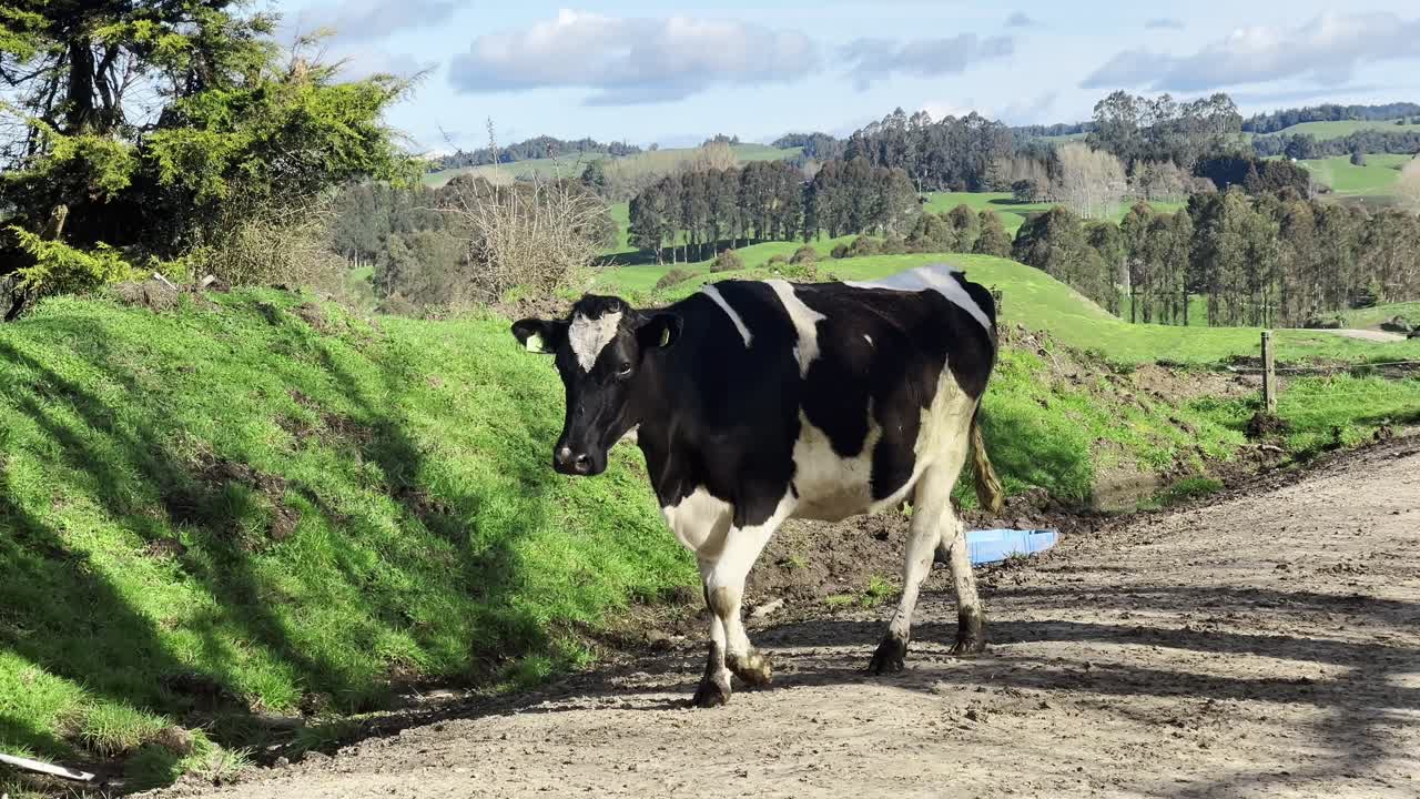 A Holstein Friesian cow walks along a rural road in the New Zealand countryside. The serene, pastoral scene, ideal for projects needing a touch of rural life.