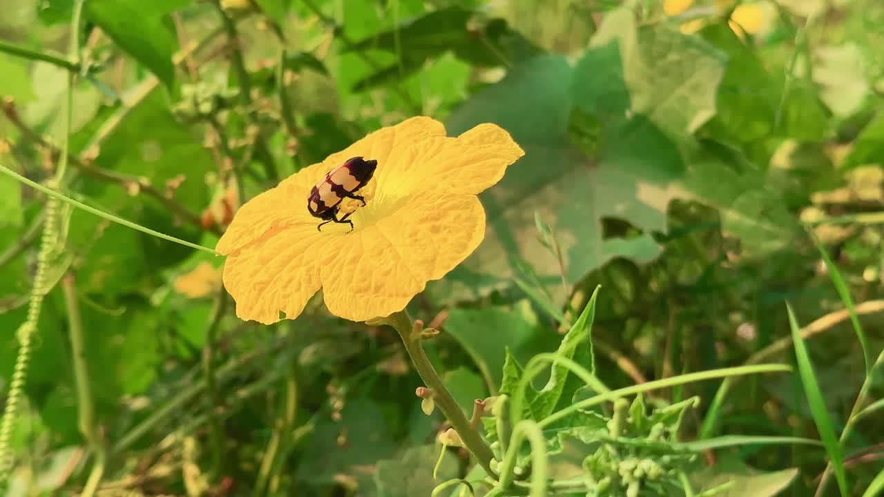 Medium shot of Aulacophora intermedia beetle resting on a yellow gourd flower in green foliage, showing insect behavior and pollination activity in a tropical agricultural ecosystem