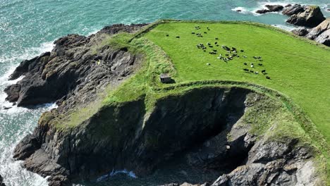 drones an der irischen küste stellen eine statische aufnahme einer rinderherde auf einer zerklüfteten landzunge an der kupferküste waterford an einem sommermorgen her.