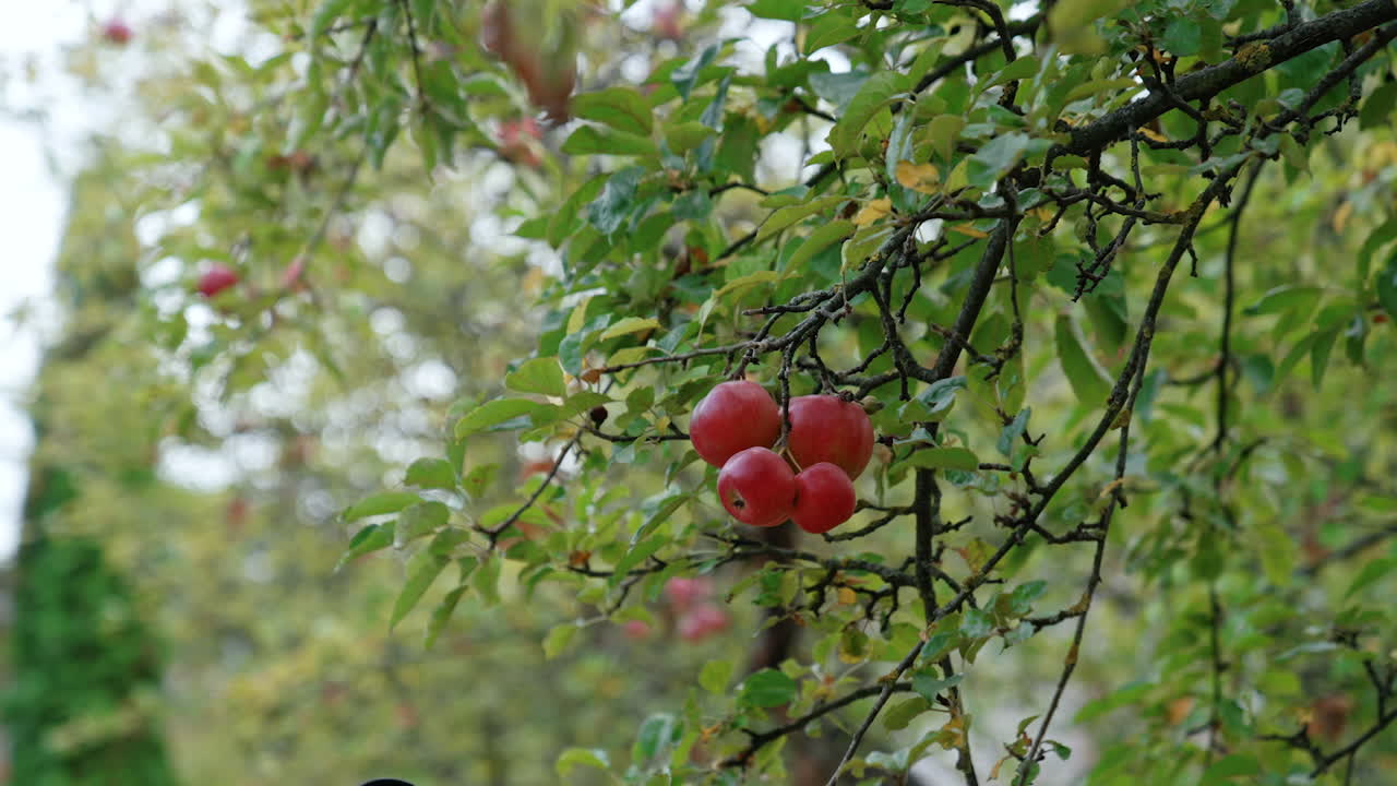 A bunch of lovely red apples hang on the tree branch. Male hands approach and pick all the fruit at once.
