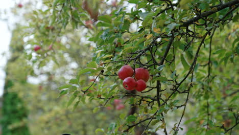 A bunch of lovely red apples hang on the tree branch. Male hands approach and pick all the fruit at once.