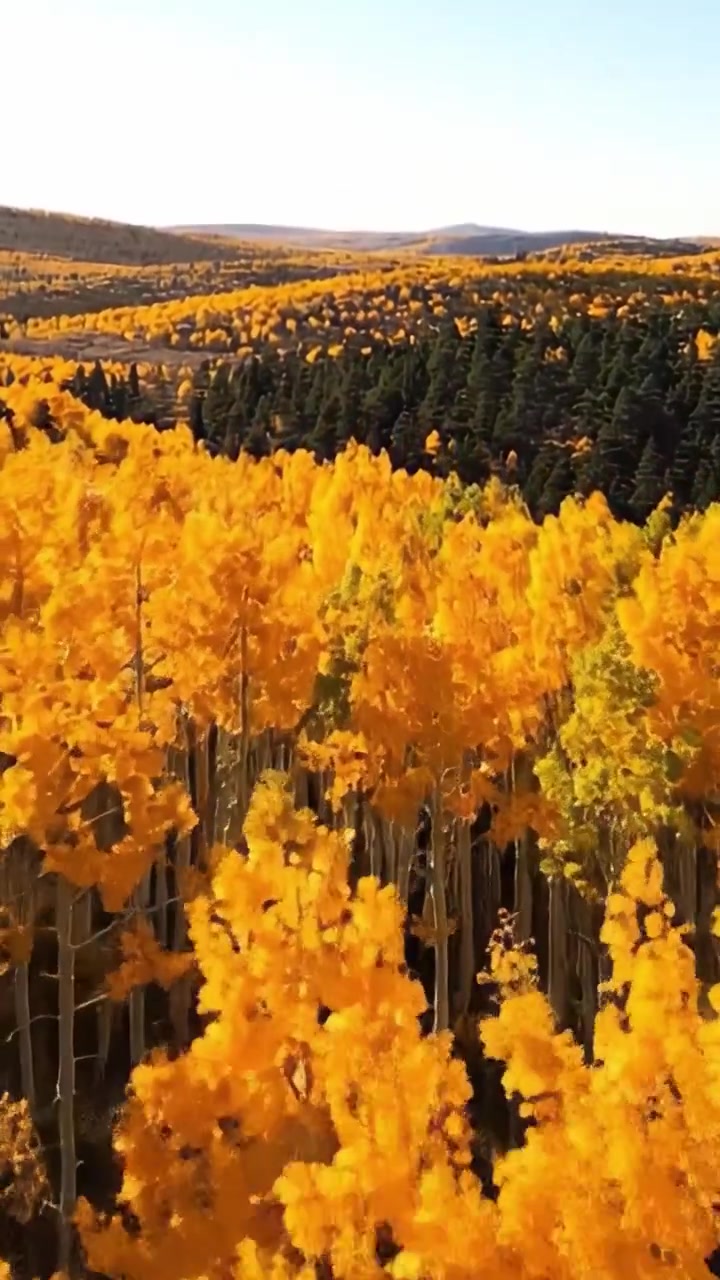 Un paesaggio autunnale suggestivo che mostra vivaci pioppi tremuli gialli tra rigogliosi pini verdi sotto un cielo azzurro limpido.