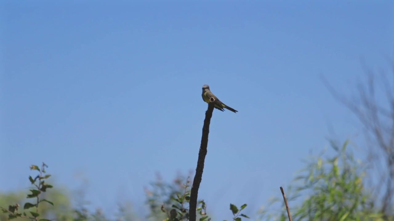 A cute gray bird perched and watching on a long stick in a sunny day.