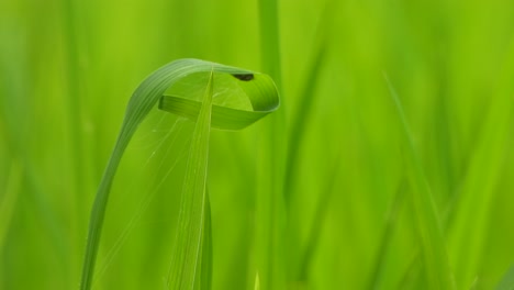 Spinnennetz---Grünes-Gras