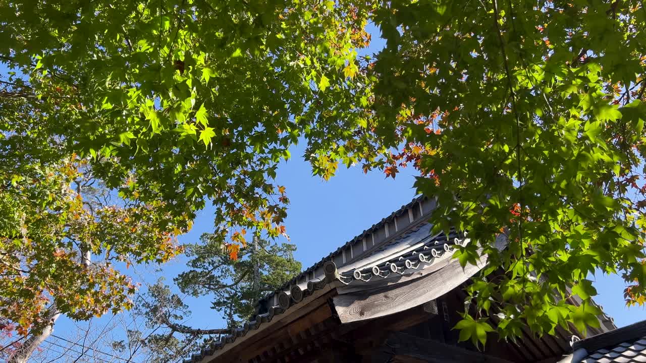 Close up detail of Japanese rooftop with green maple leaves