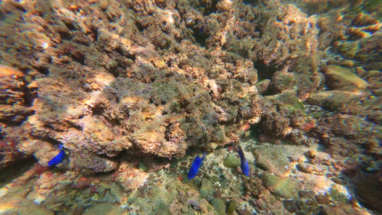 Bright blue damselfish hovering near coral crevice in Tenacatita reef