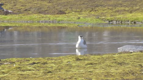 eider duck in the lake