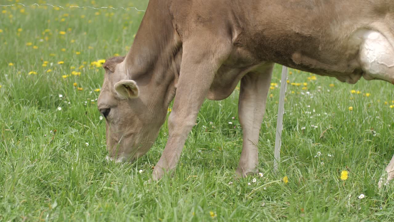 vaca joven marrón pastando en el campo de hierba, a principios de la primavera, primer plano de mano pan tiro