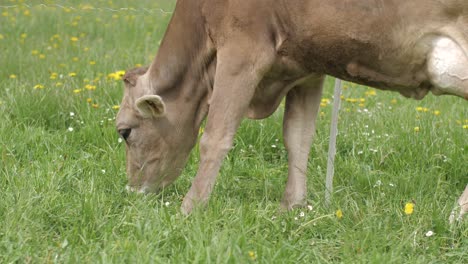 Joven-Vaca-Marrón-Pastando-En-El-Campo-De-Hierba,-Principios-De-Primavera,-Primer-Plano-De-Mano