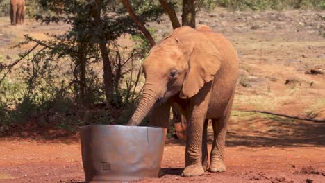 Elefante-Bebiendo-Agua-De-Un-Balde-En-Un-Centro-De-Rehabilitación-En-África