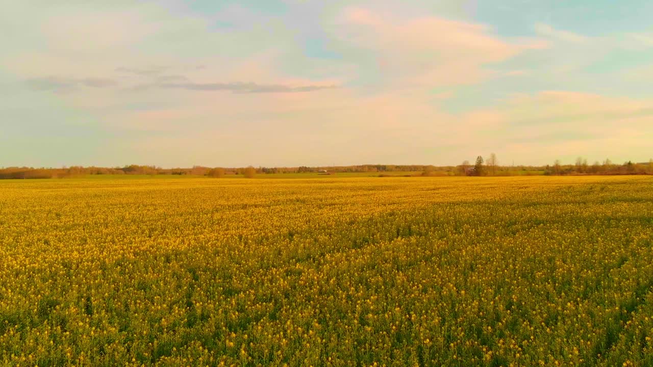 Golden rapeseed fields in Latvia, low aerial over the meadow