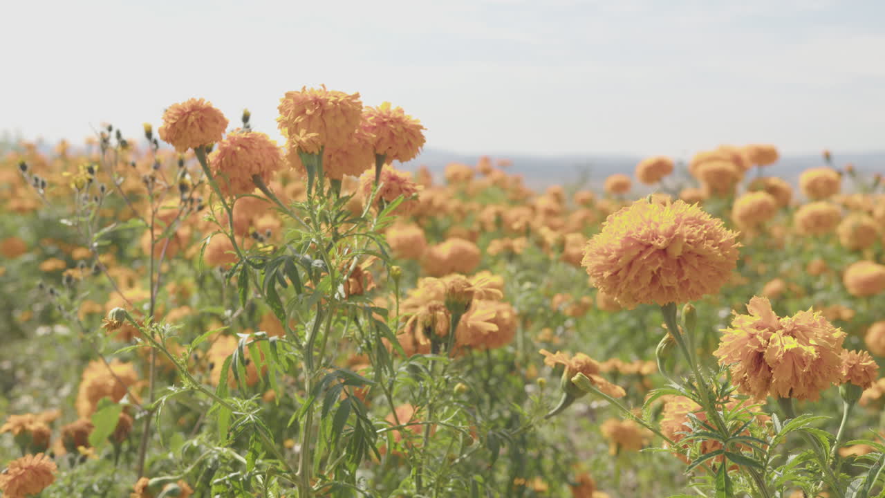Lanscape of a fiel of flowers cempas&uacute;chil