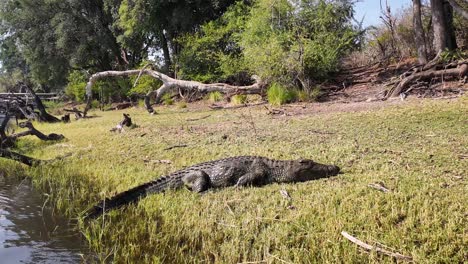 Schlafendes-Krokodil-Im-Chobe-Nationalpark-In-Kasane,-Botswana