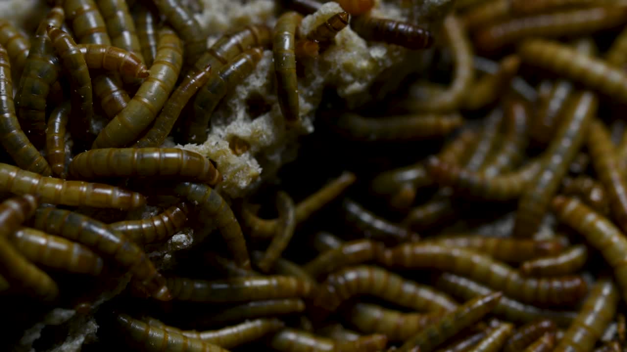 el gusano de la harina es una especie de escarabajo oscuro que se usa para alimentar mascotas como peces, serpientes, pájaros y ranas