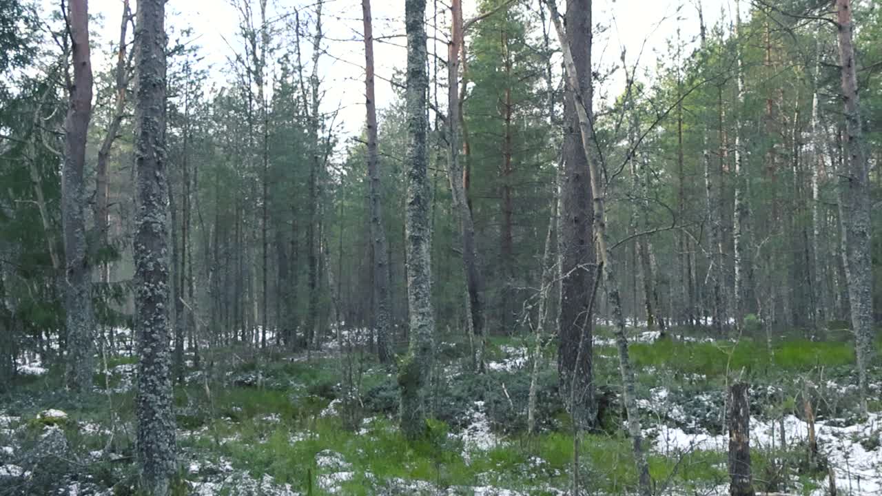 Right to left panning footage of a winter forest with white fluffy snow and green moss, trees during a cloudy day with white sky. Tall pine trees and birch trees visible in the forest with pine needle