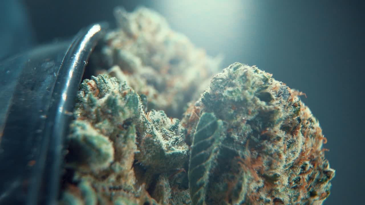 A vertical macro cinematic detailed shot of a cannabis plant, hybrid orange strains, green leaf Indica ,marijuana flower, on a rotating stand, Full HD, super slow motion, 120 fps, studio lighting