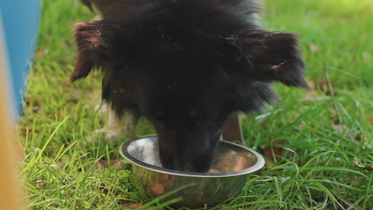 Stiller Hund neben schimmernder Schüssel. Friedlicher schwarzer Hund entspannt im Camp mit reflektierender Metallschale. Ruhiger schwarzer Hund trinkt aus einer Metallschale inmitten saftig grünen Grases bei sanftem Abendlicht.