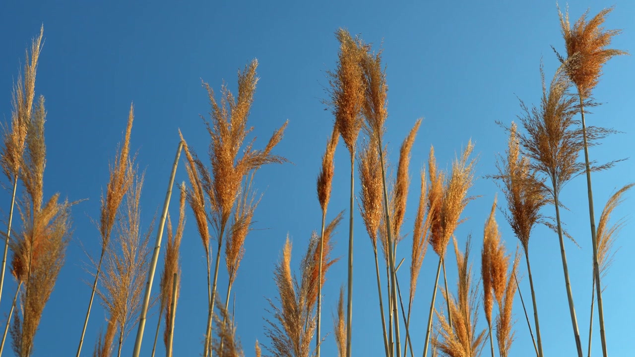 Juncos altos contra cielo azul claro a la luz del día. Vista de ángulo bajo muestra penachos secos y tallos verdes largos