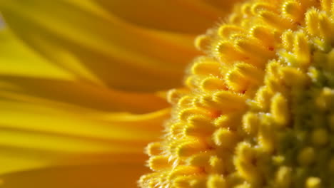 macro close-up of a yellow flower
