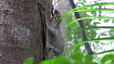 vista lateral de un colugo, conocido también como lémur volador, moviendo la cabeza mientras se aferra a un árbol en un pequeño parque natural en singapur en un día ventoso - tiro de cuerpo completo