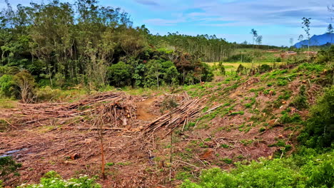 the aftermath of logging is visible on a hillside where a forest has been cut down, leaving behind a scar of felled timber and debris that contrasts sharply with the remaining green woods