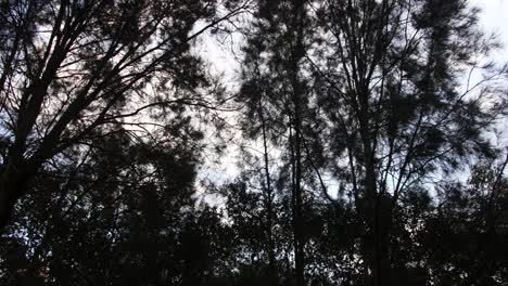 Looking-Up-At-Trees-Canopy-On-Clear-Sky-During-Summer