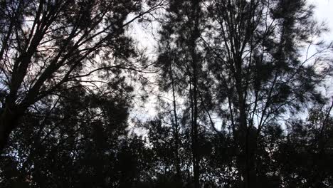 mirando hacia el dosel de los árboles en el cielo despejado durante el verano