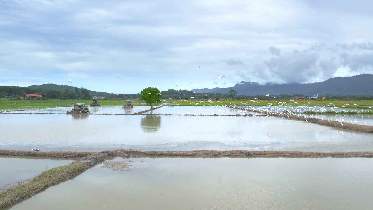 Pola ryżowe Kampung Mawar w Malezji