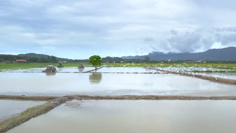 campos de arroz de kampung mawar en malasia