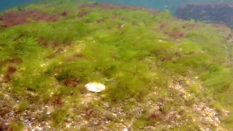 tiro bajo el agua de la hierba marina