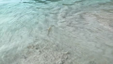 tiburón bebé en el agua en la playa de tailandia