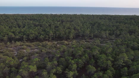 Volando-Bajo-Sobre-Las-Copas-De-Los-árboles-De-Un-Bosque-Verde