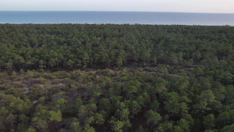 volando bajo sobre las copas de los árboles de un bosque verde