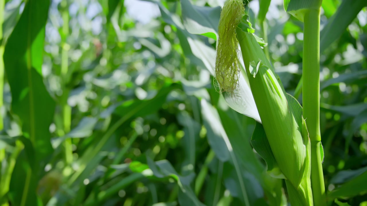 Close-up of a Green Corn Cob Growing in a Sunny Cornfield