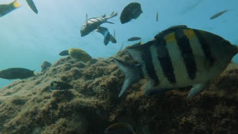 Unterwasseransicht-Von-Bengal-Sergeant-Fischen,-Die-Ihre-Eier-Vor-Schwärmen-Von-Grünmond-Lippfischen-Schützen