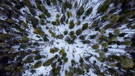 looking down on a snowy forest floor, past the green tree tops