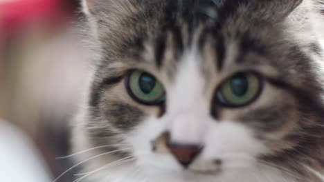 close-up of a gray tabby cat