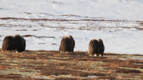 three musk oxen wander grazing in winter dovrefjell sunlight glow; slow motion
