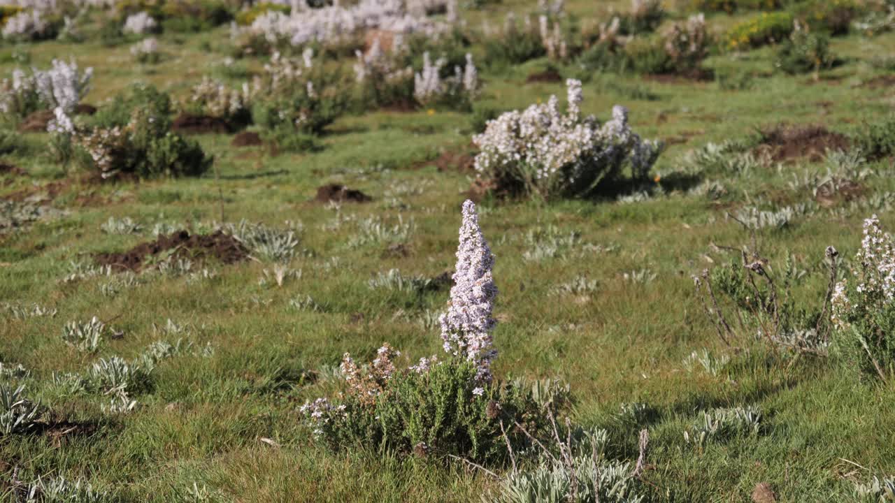 конусообразный белый цветок дикого цветка распускается волнами на зеленом луговом ветерке