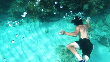 male diver at a coral reef,watching a spotted shark,flamenco island,puerto rico
