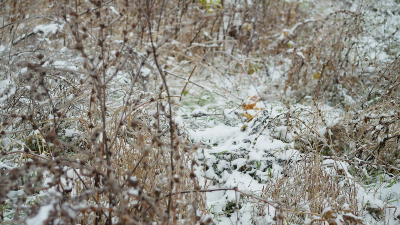 la hierba seca cubierta de nieve y las ramas esparcidas forman un terreno de invierno texturizado con detalles helados, mostrando la serena belleza natural y la intrincada interacción de la nieve y la vegetación.