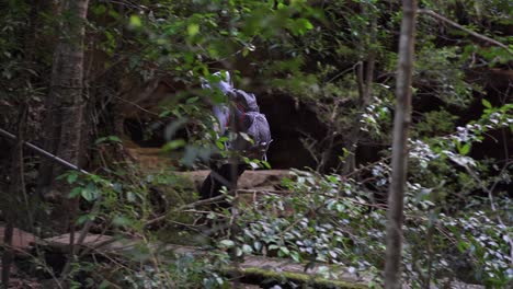 Mujer-Indígena-Cruzando-Un-Viejo-Puente-Peatonal-De-Madera-Mientras-Camina-Por-La-Selva-Australiana