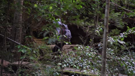 mujer indígena cruzando un viejo puente peatonal de madera mientras caminaba por el bosque australiano