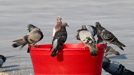 Pigeons-playing-with-water-at-Souq-Waqif-in-Doha,-Qatar